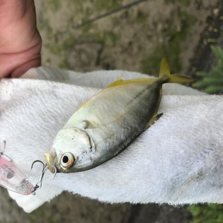 今シーズン初メッキ!