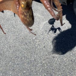 まだまだタコ！