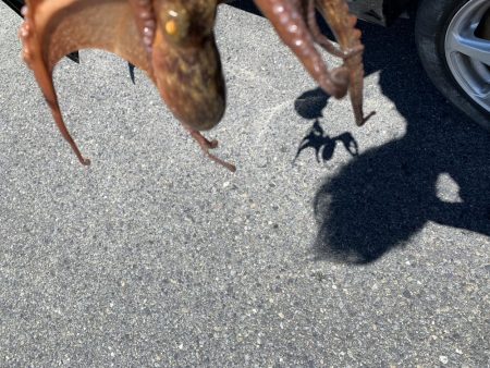 まだまだタコ！