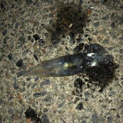 久しぶりの釣行  ケンサキ狙い