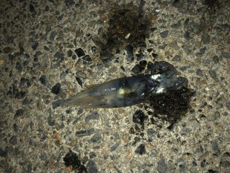 久しぶりの釣行  ケンサキ狙い