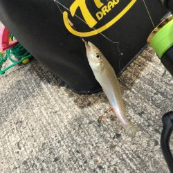 橋津港内チョイ投げ