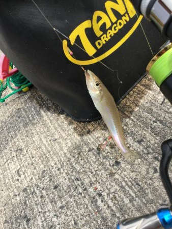 橋津港内チョイ投げ