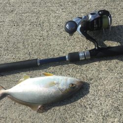 ショッコ、アイナメ、サバ、メバル爆釣day