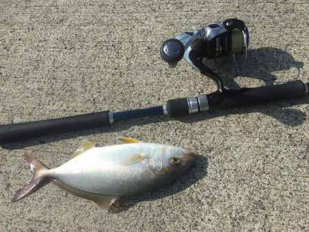 ショッコ、アイナメ、サバ、メバル爆釣day