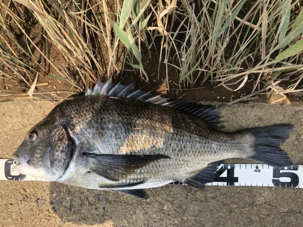 イチノ兄弟、釣果!