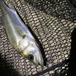 秋田港アジング