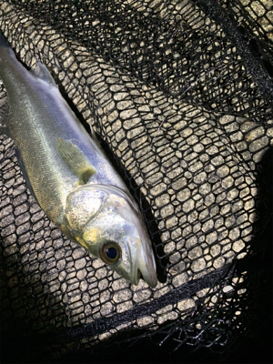 秋田港アジング