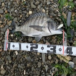 チヌはやっぱりトップでしょ〜！