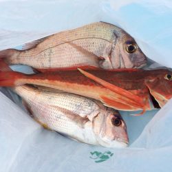 有田  よく釣れてます！