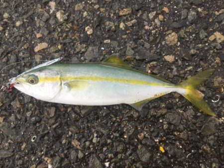 すんごいナブラ！こら！