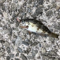 またもやサビキ爆釣