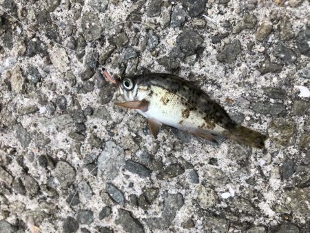 またもやサビキ爆釣