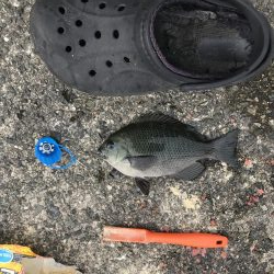 バラエティセット