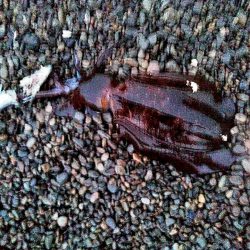 まだ　アオリイカ釣れますね!!