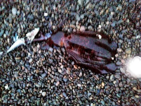 まだ　アオリイカ釣れますね!!