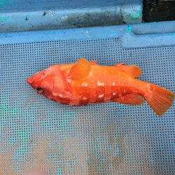 牟岐大島周辺でアカハタ