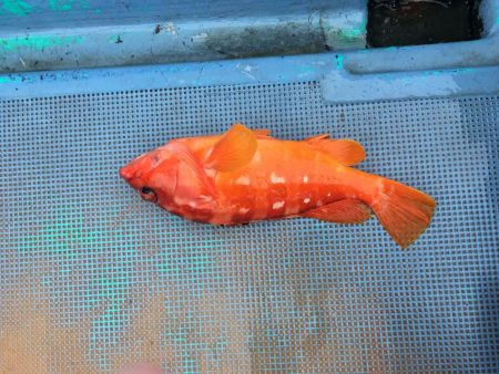 牟岐大島周辺でアカハタ