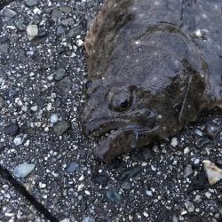 フラットフィッシュ釣行