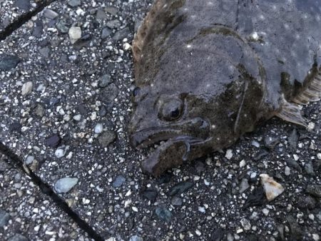 フラットフィッシュ釣行