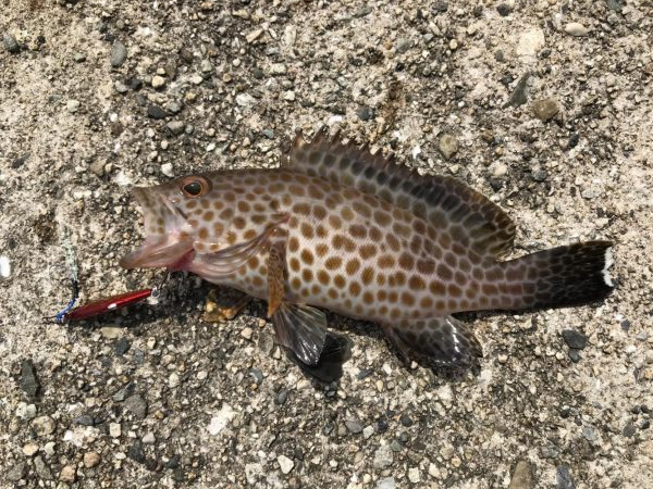 ライトゲームでマイクロジギング♪