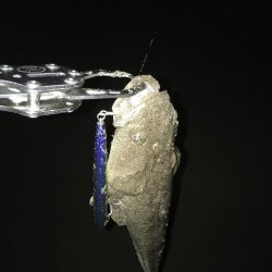 シーバスとマゴチ