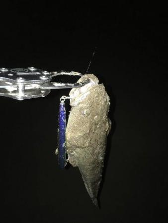 シーバスとマゴチ