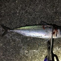 エサ釣り中サバ1匹、ケンサキ不発