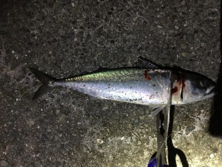 エサ釣り中サバ1匹、ケンサキ不発