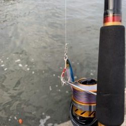 もう少しでハマチ？