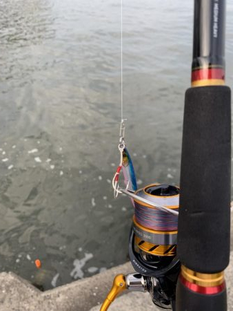 もう少しでハマチ？