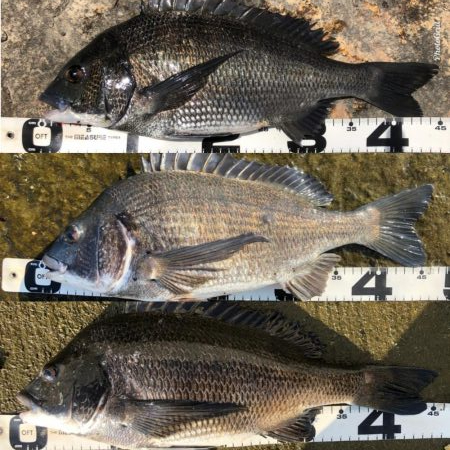 イチノ兄弟、釣果！