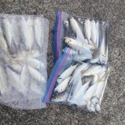 太刀魚何とか釣れました