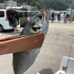 泉州丸さんで五目