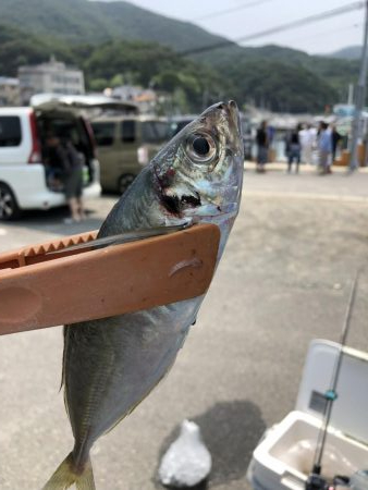 泉州丸さんで五目