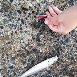 ヒラメ、良型キス