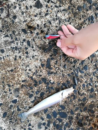 ヒラメ、良型キス