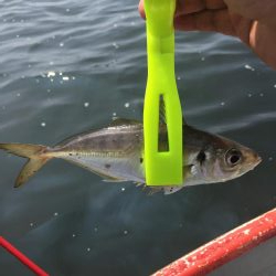 ボートフィッシング