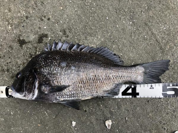 イチノ兄弟、釣果！