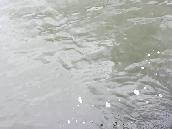 キス　良型増えてきた