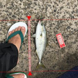 神戸港、モジャコ、ツバス祭り