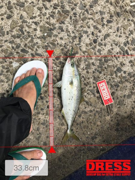 神戸港、モジャコ、ツバス祭り