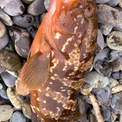 ライトロックランガン