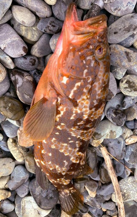 ライトロックランガン