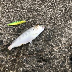 ショアジギからシーバスゲームへ