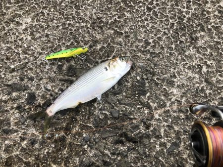 ショアジギからシーバスゲームへ