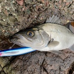 幻の魚に荒磯の王者！？