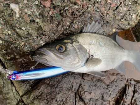 幻の魚に荒磯の王者！？