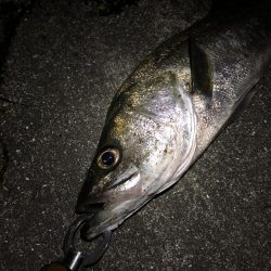 シーバストレーニング