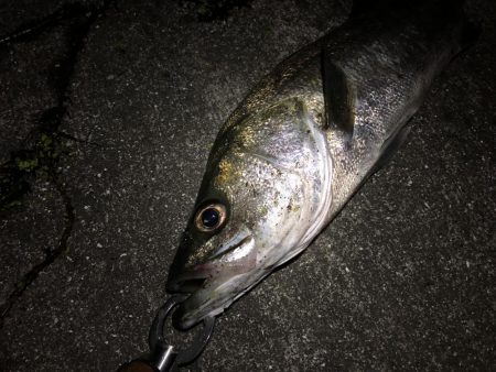 シーバストレーニング